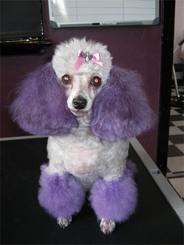 Teacup-Puppies - Corona, CA