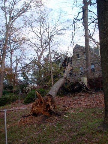 Branch Tree Experts Photo