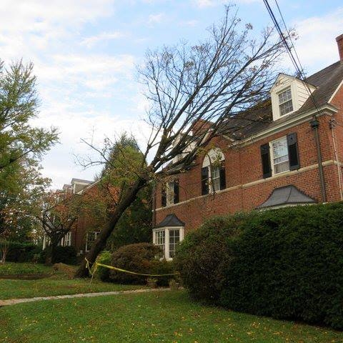 Branch Tree Experts Photo