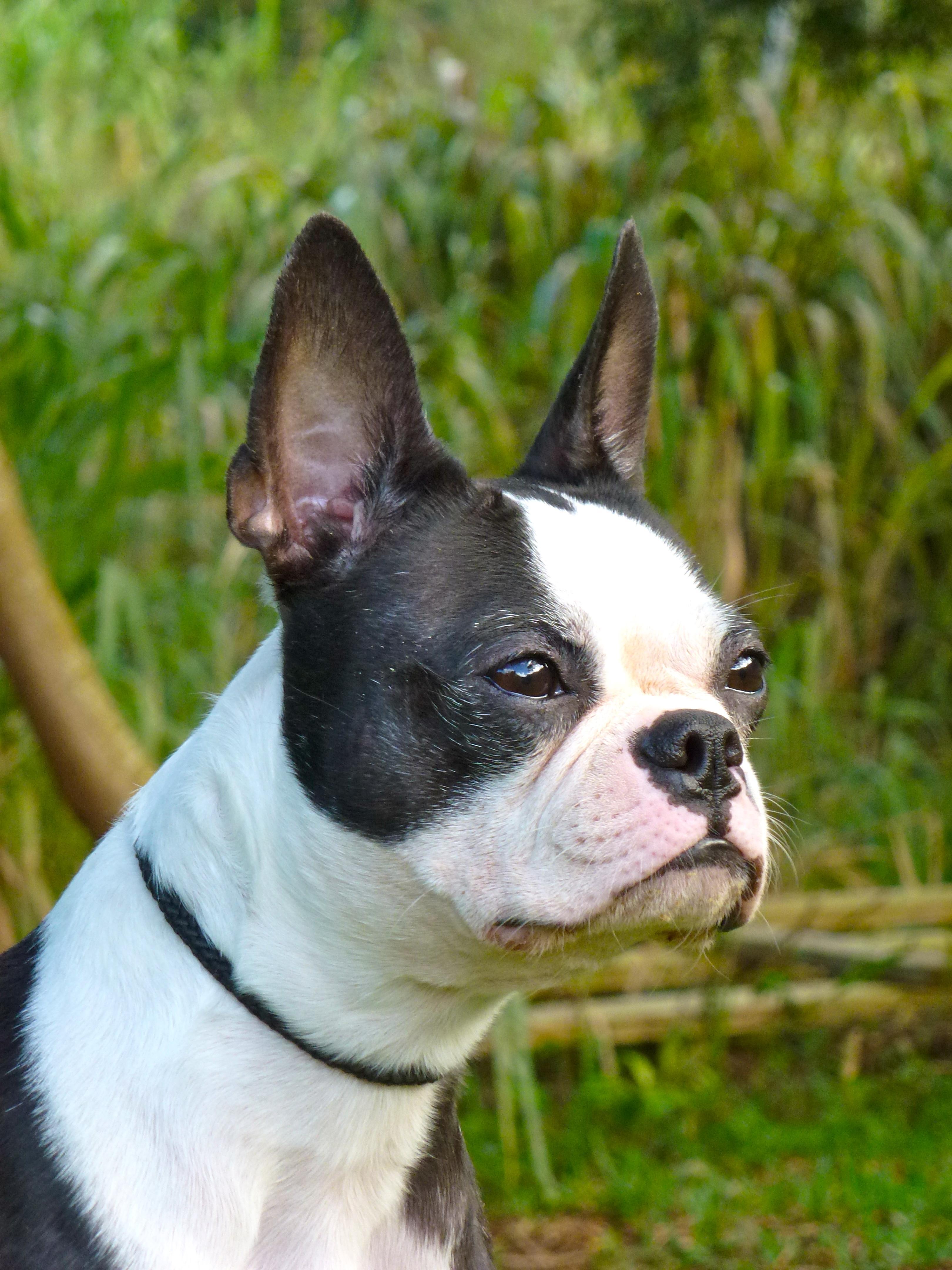 agility near me balanced obedience coupons near me in honolulu 8coupons agility near me balanced obedience coupons near me in honolulu 8coupons