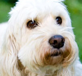 Your Pets Peeve Photo