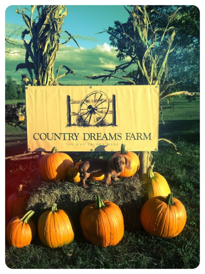 Country Dreams Farm, 260 Pellerin Rd, Plattsburgh, NY MapQuest
