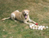 Inglemoor Animal Hospital Image