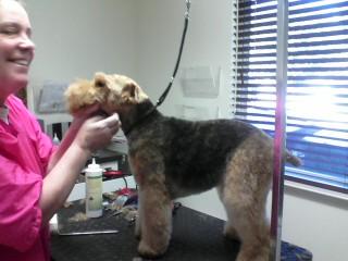 Atascadero BiPi Gi's Dog Grooming and Boutique - Atascadero, CA