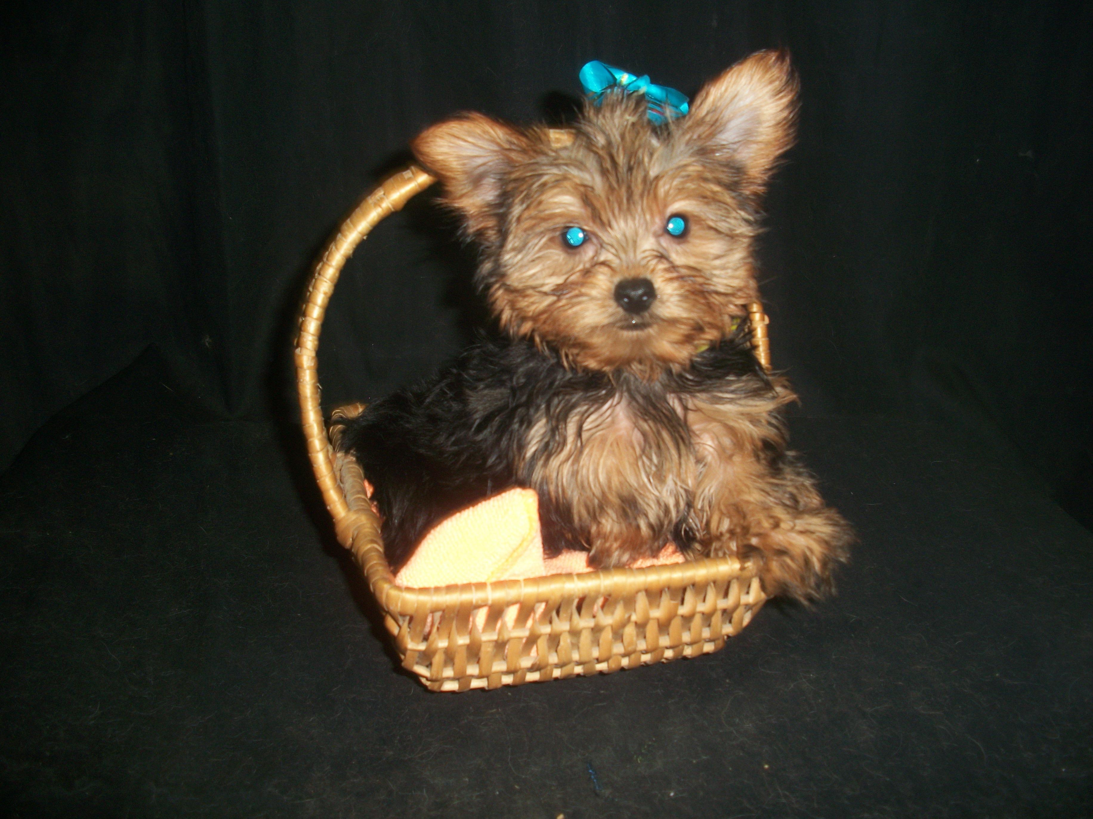 D & G's Petite Pups