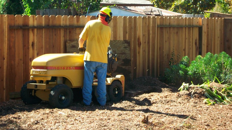A Busy Beaver Tree Service Photo