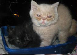Worldwide Puppies & Kittens - Bellmore, NY