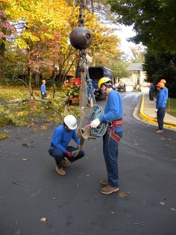 Branch Tree Experts Photo