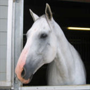 Images Canterbury Stables