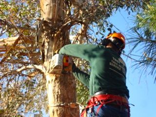 Tree Removal Service Tucson