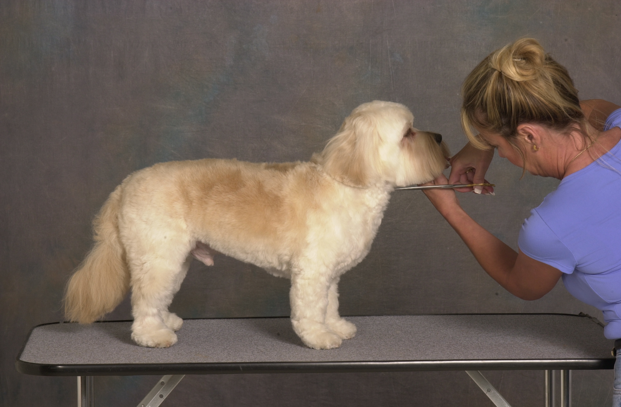 Golden Paws Pet Grooming School Photo