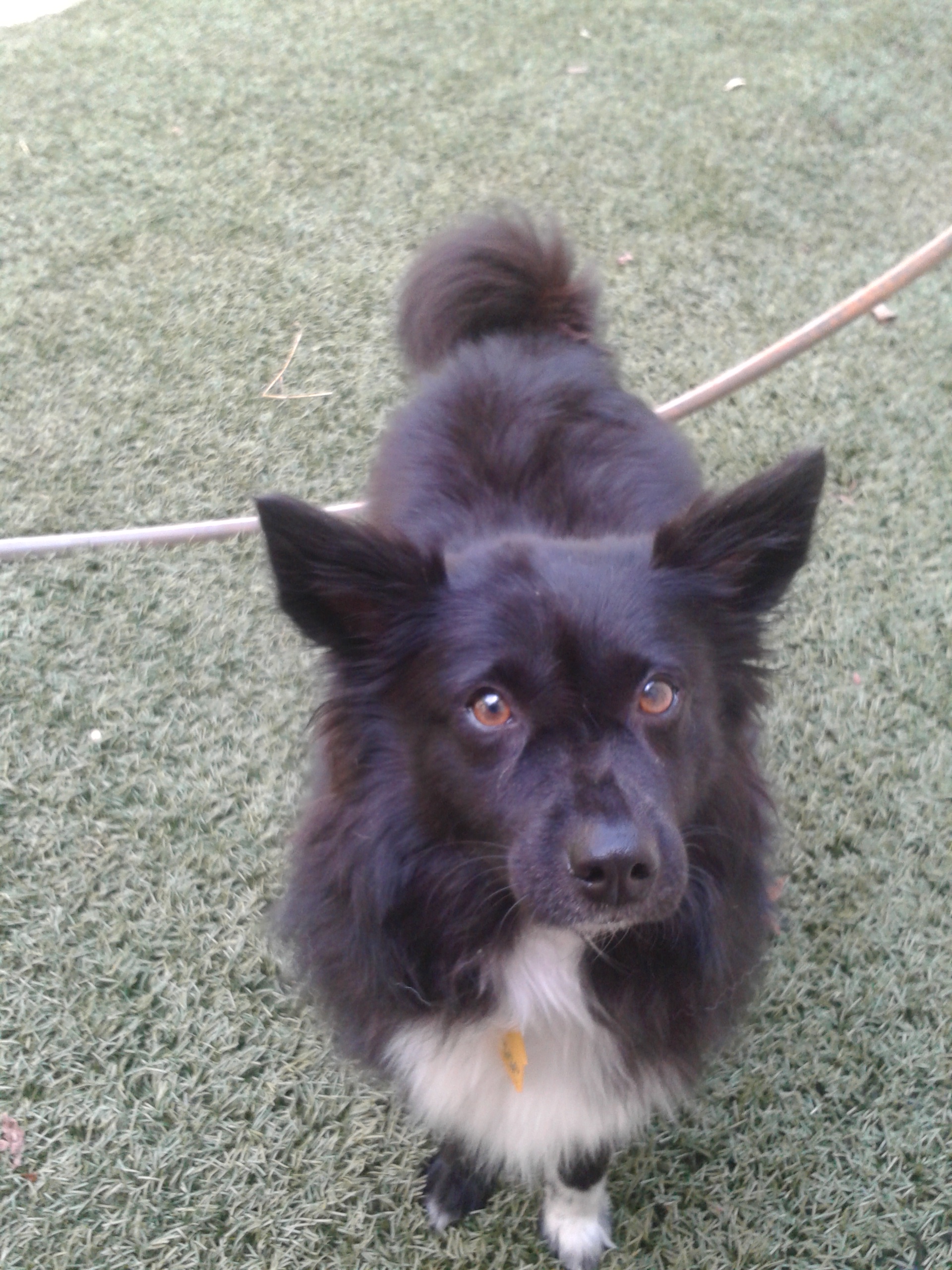 Local Dog Boarding Near Me Local Dog Boarding Near Me