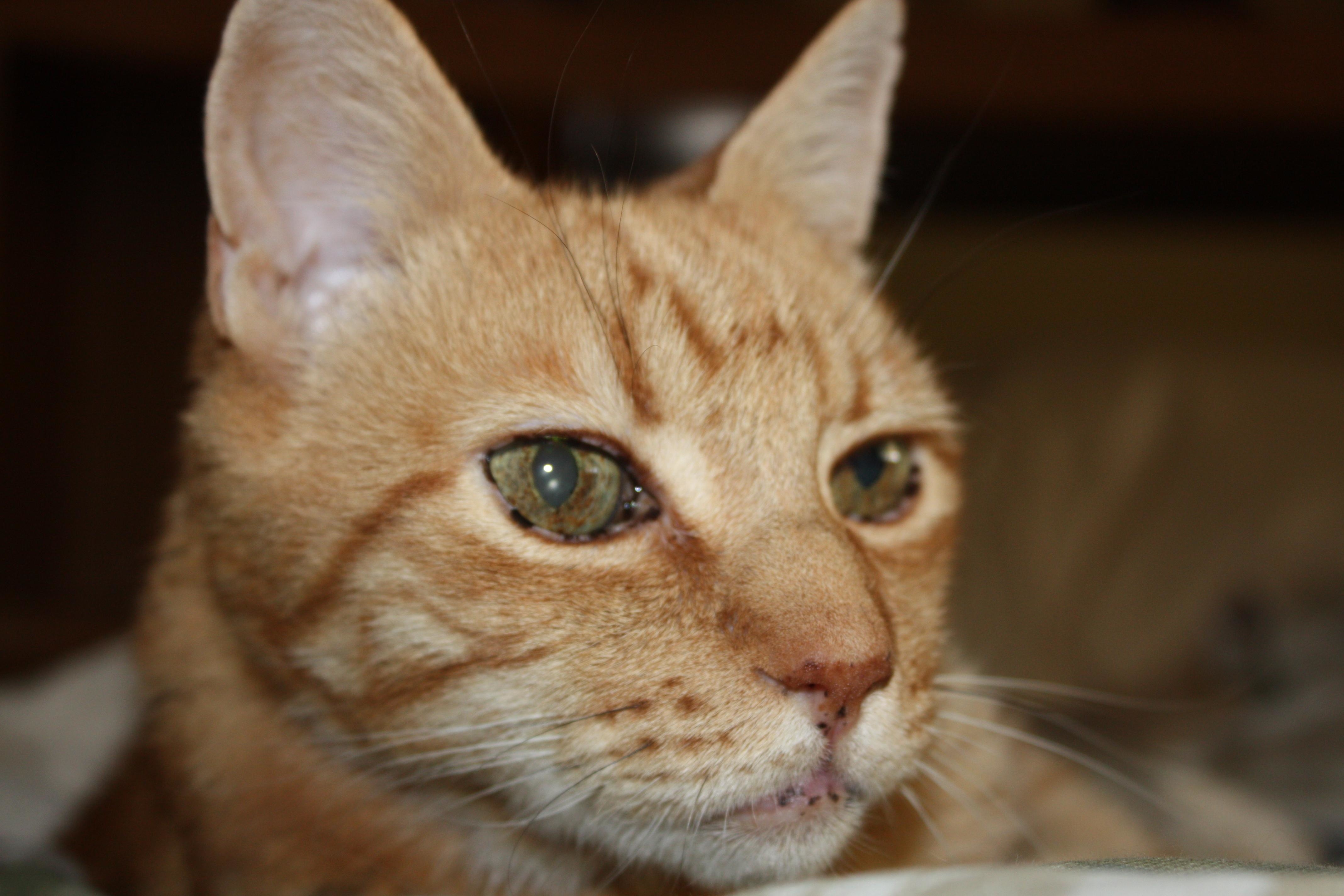 Zookeepers Pet Sitting, LLC Photo