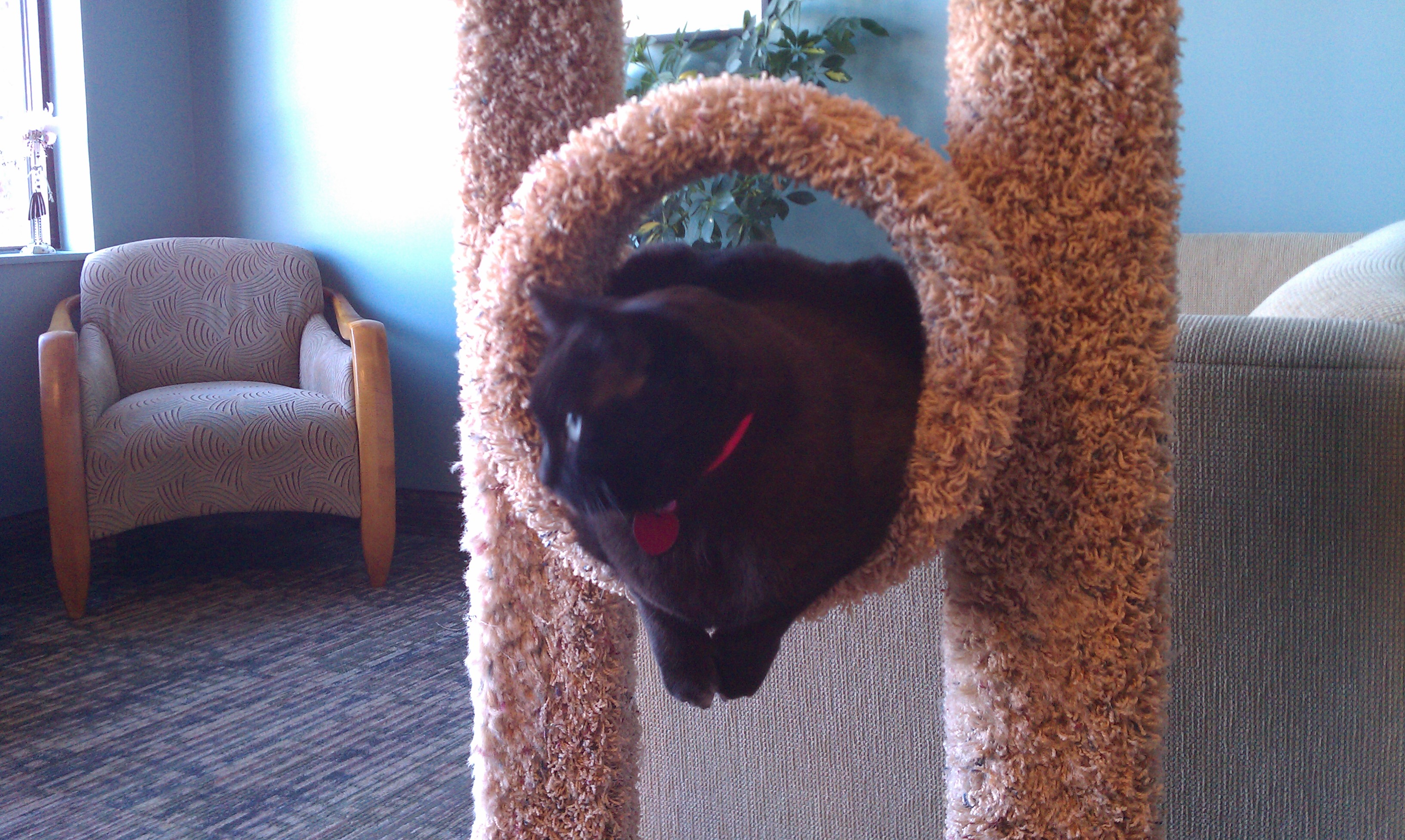 Cats Preferred Veterinary Hospital Photo