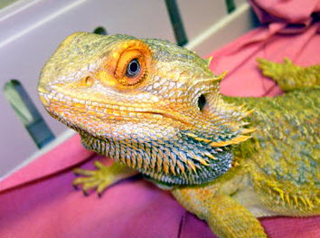 Northside Animal Hospital Photo