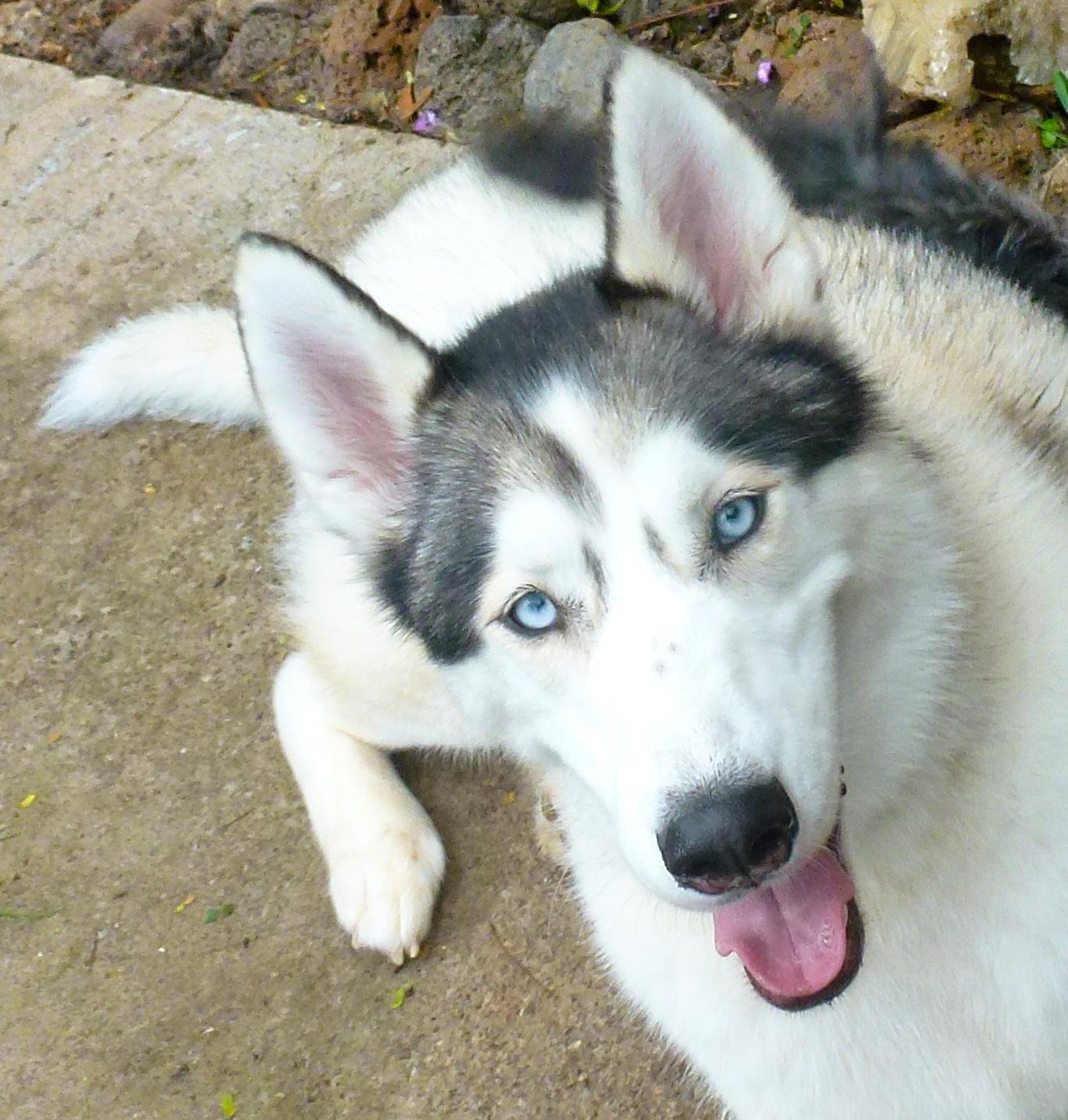 agility near me balanced obedience coupons near me in honolulu 8coupons agility near me balanced obedience coupons near me in honolulu 8coupons