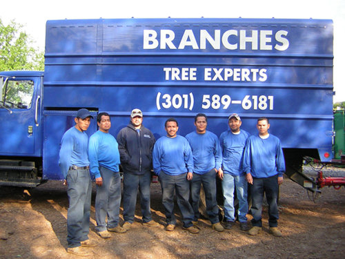 Branch Tree Experts Photo