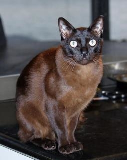 Alone at Home Pet Services, Inc Photo