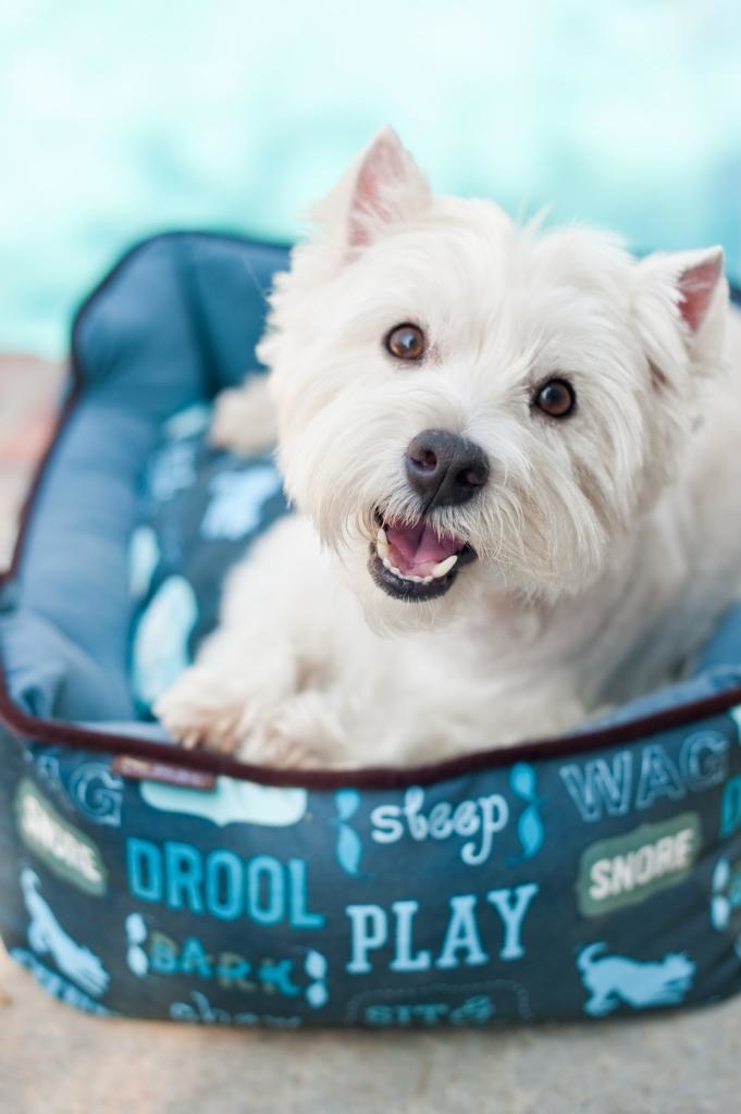 Dog's Life Lounge Bed