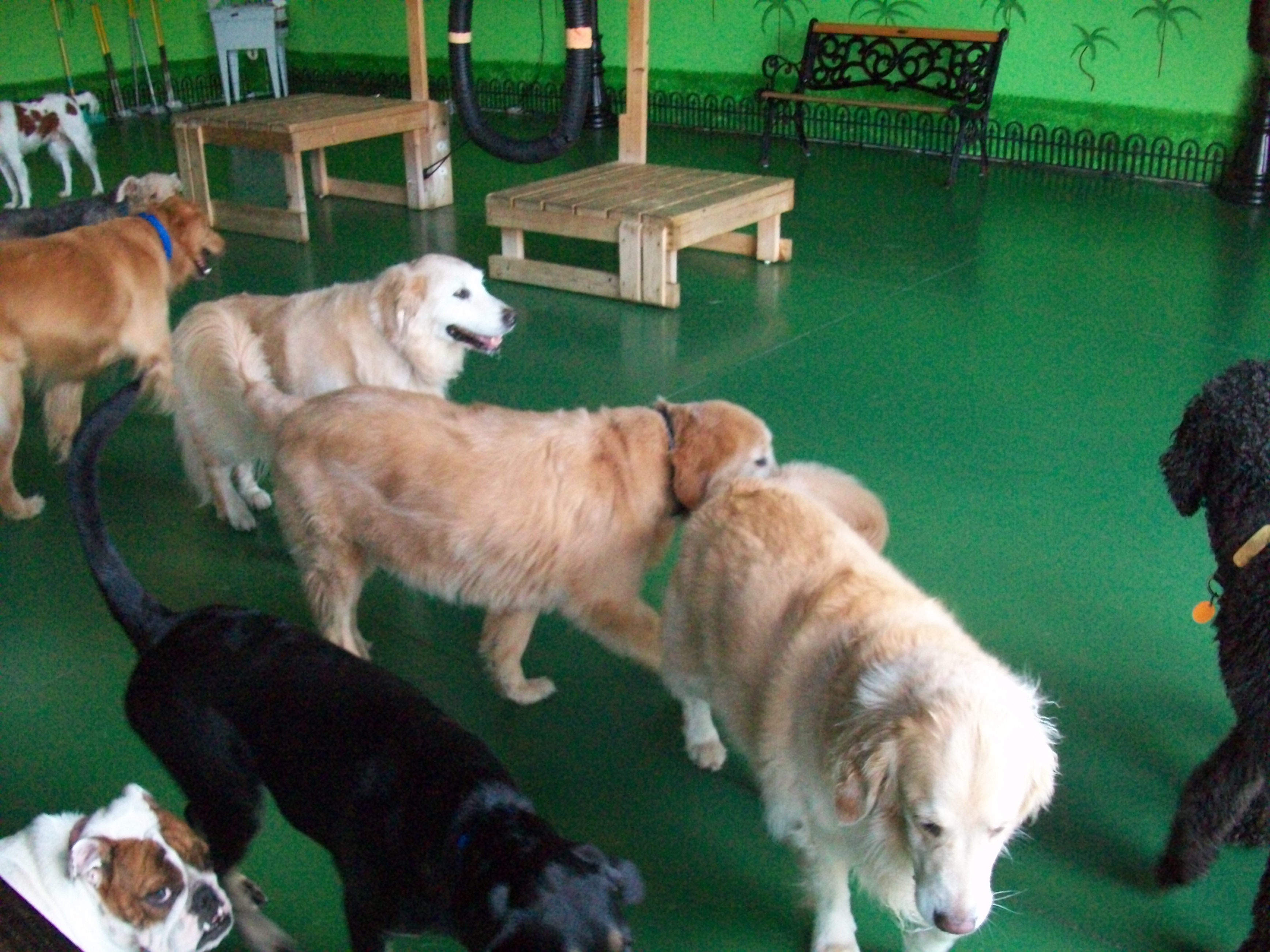 Orlando Dog Boarding Disney Orlando Dog Boarding Disney