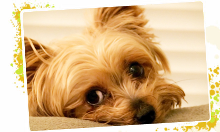 Your Pets Peeve