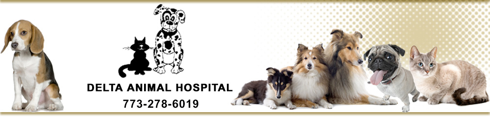Vets in IL Chicago 60622 Delta Animal Hospital 2105 W Chicago Ave (773)688-4248