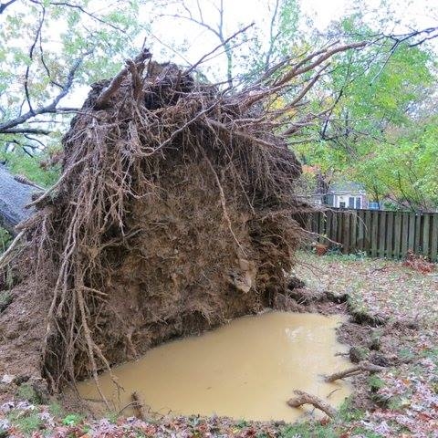 Branch Tree Experts Photo