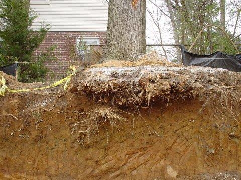 Branch Tree Experts Photo