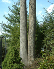 Branch Tree Experts Photo