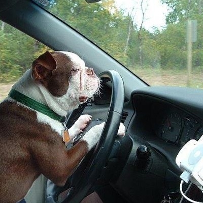 Send us a picture of your pet behind the wheel. Post it to our Facebook page. Maybe we will post your pet here soon..