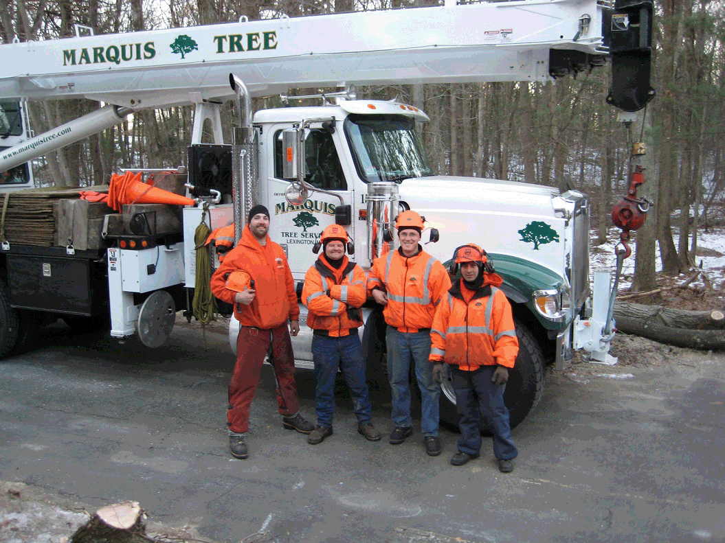 Marquis Tree Service - Burlington, MA