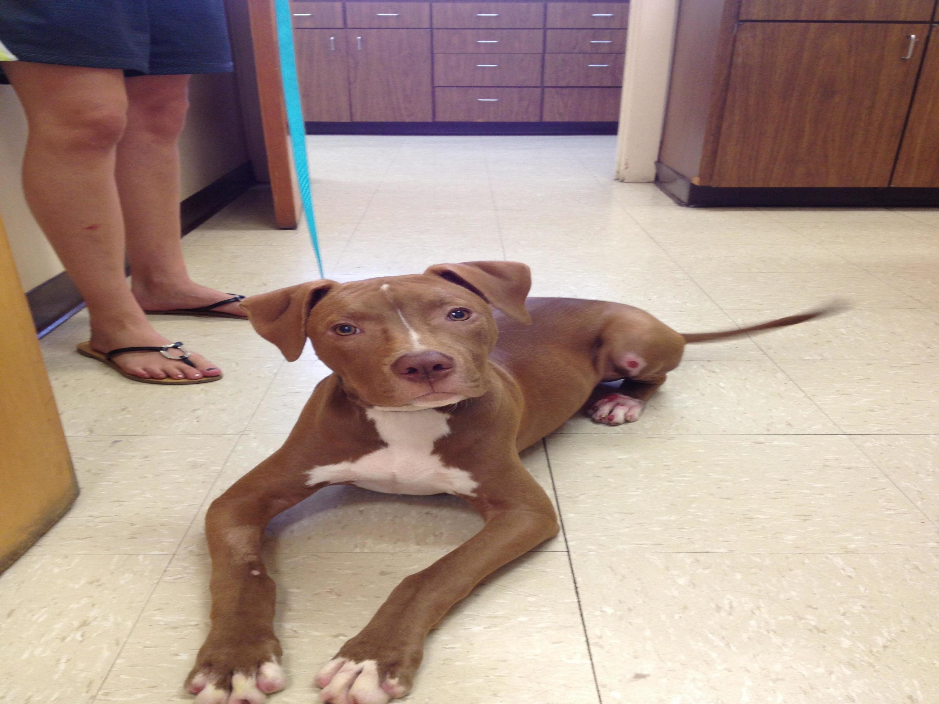 Animal Clinic of Columbus Photo