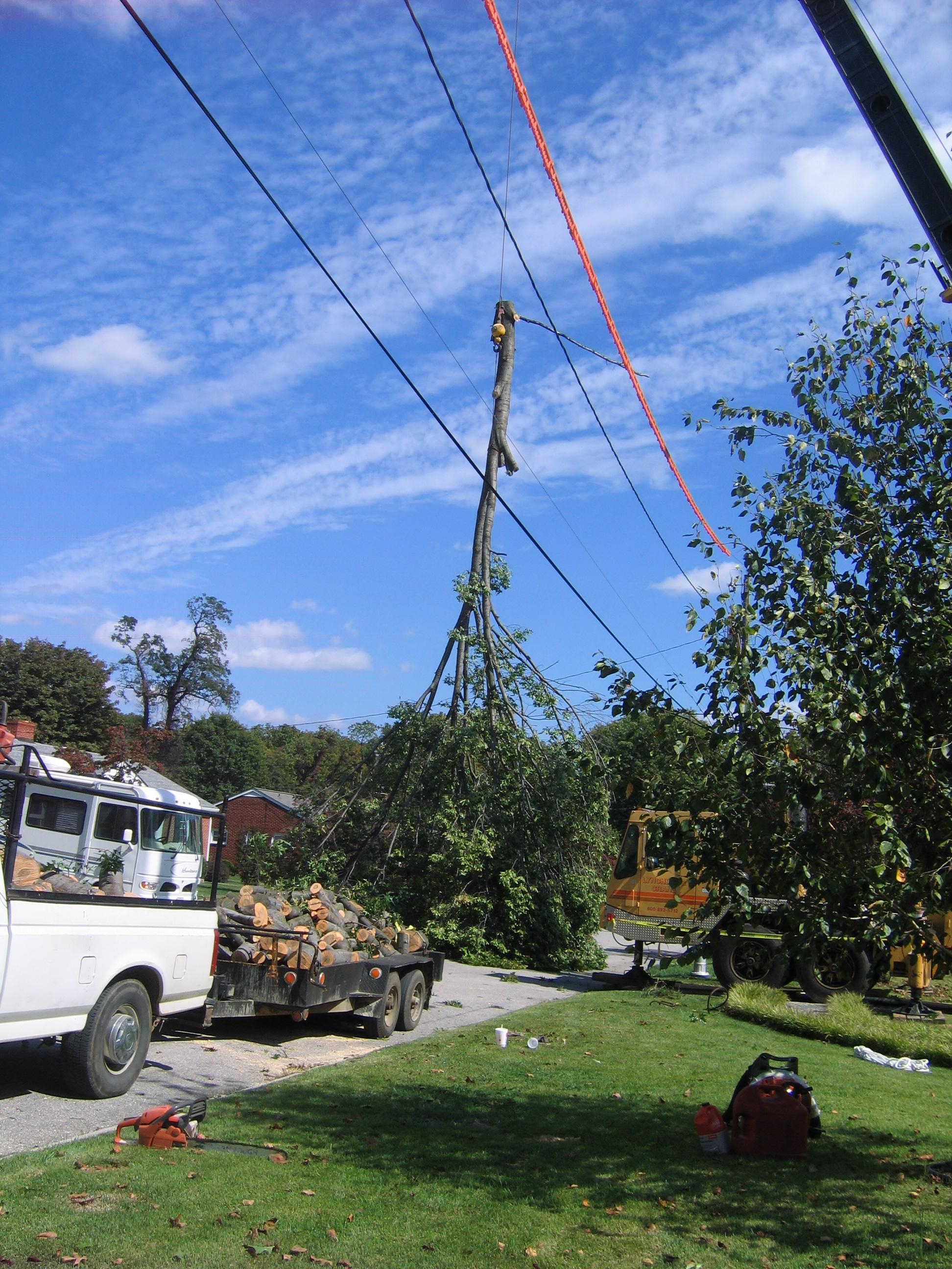 Mark's Tree & Stump Removal Photo