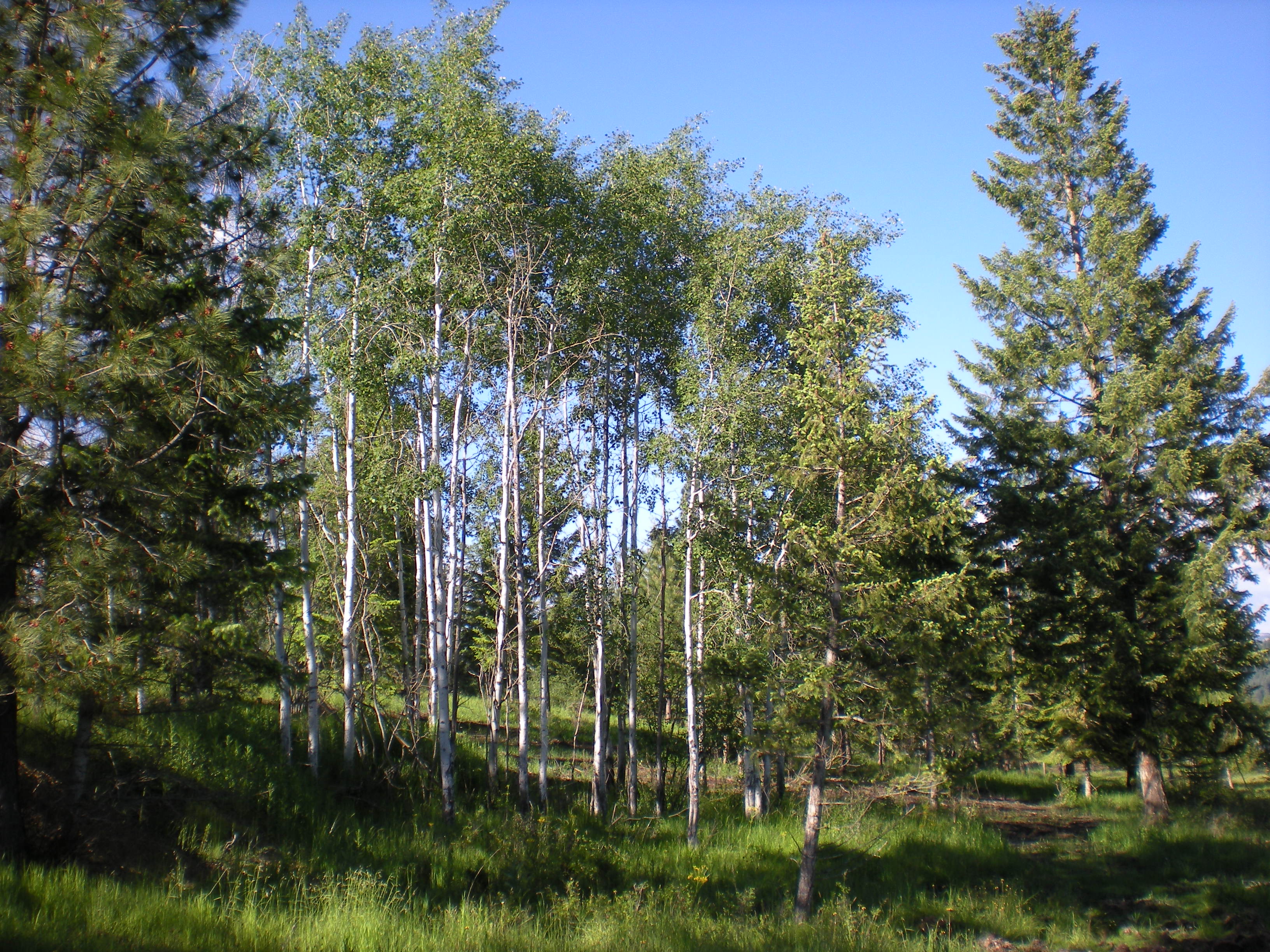 Mountain Air Resort - Hayden, ID