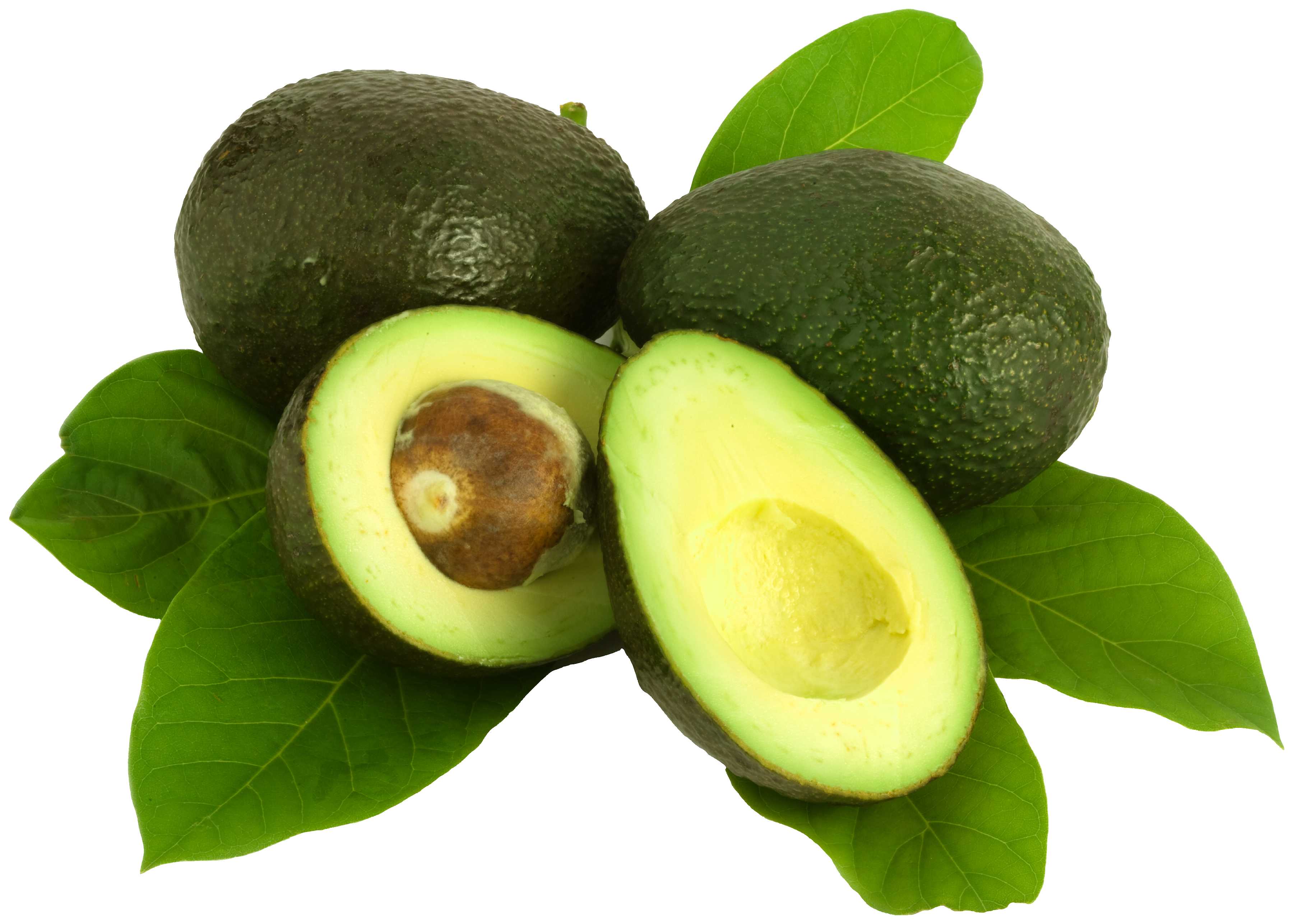 Restaurants in FL Jacksonville 32202 Avocados 311 W Ashley St Suite 1 (904)683-9947