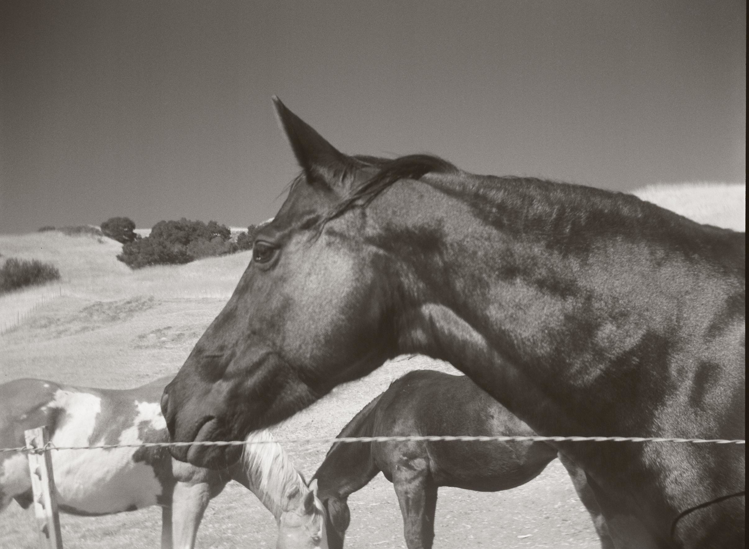 Canyon Creek Ranch - Castro Valley, CA