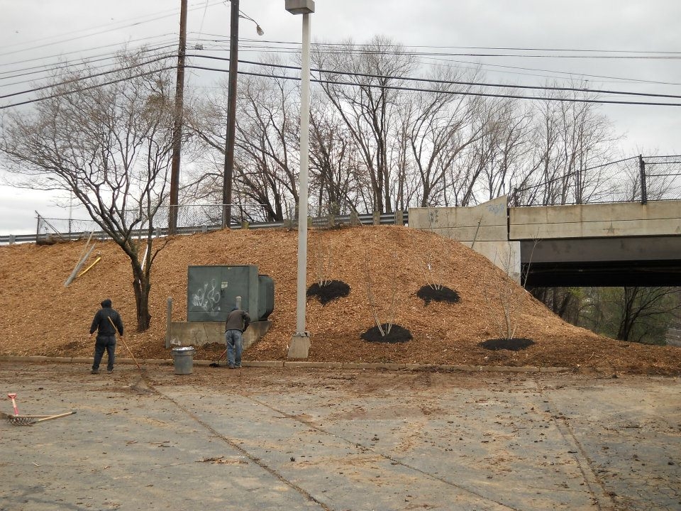 Branch Tree Experts Photo