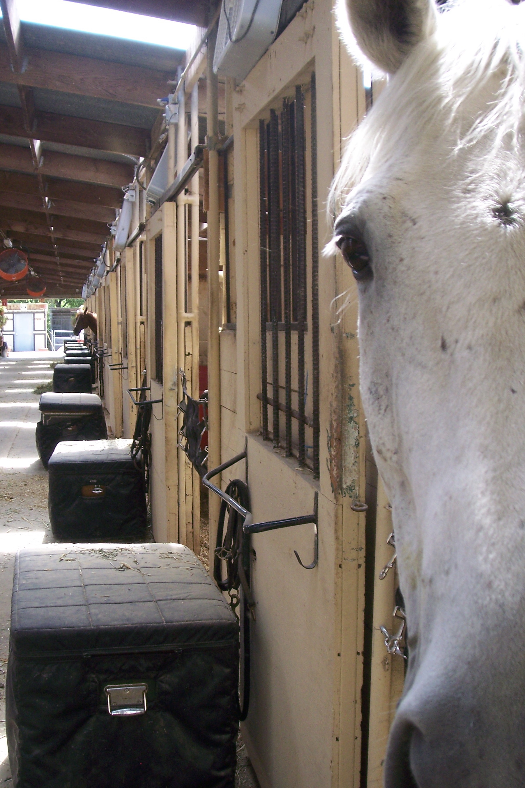 Canyon Creek Ranch - Castro Valley, CA