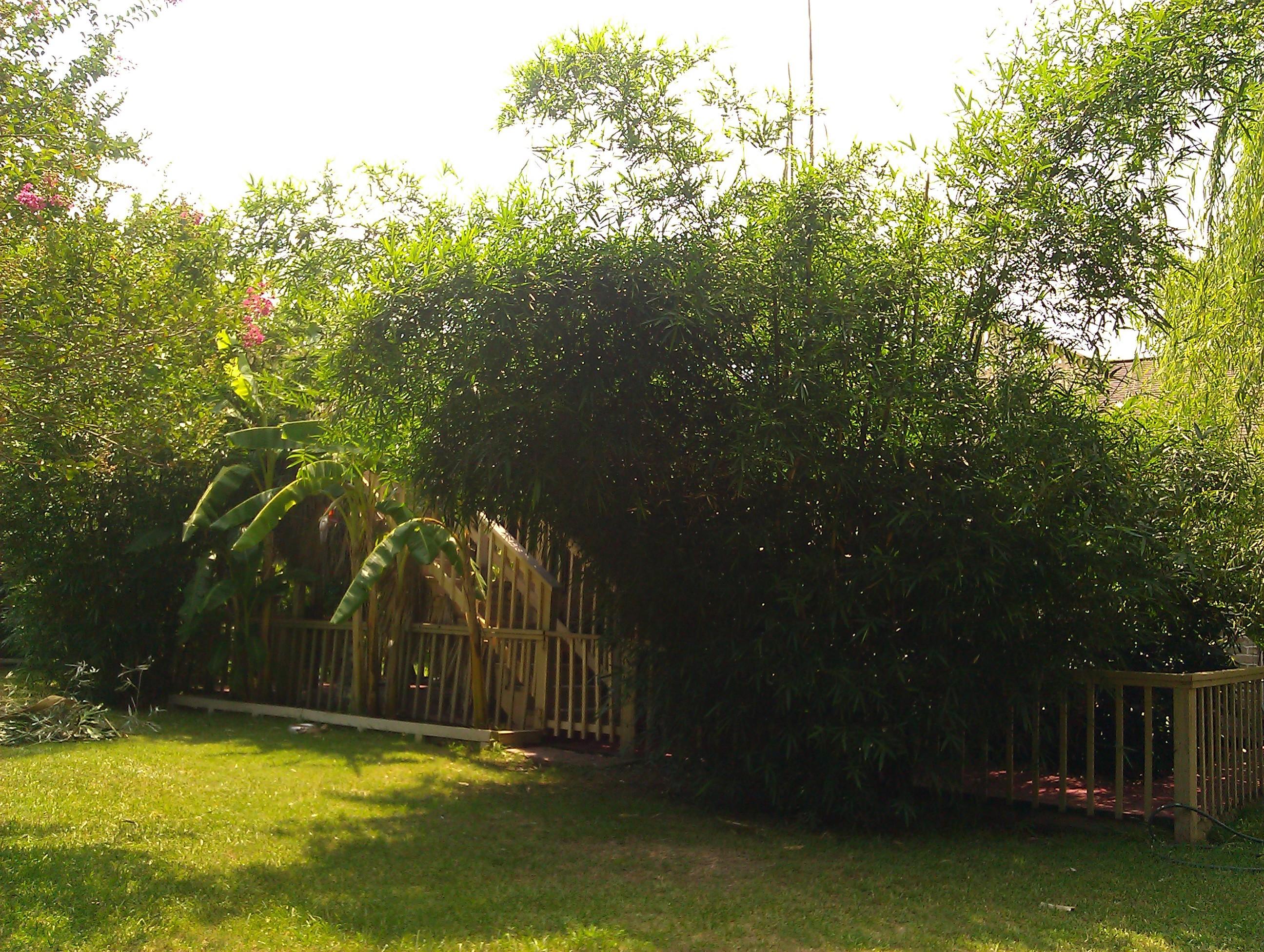 Bamboo Your Privacy Photo