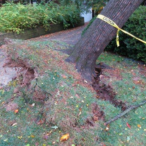 Branch Tree Experts Photo