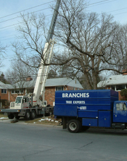 Branch Tree Experts Photo