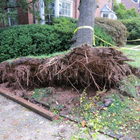 Branch Tree Experts Photo