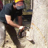 Bill cutting a tree