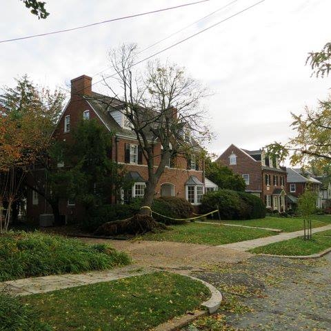 Branch Tree Experts Photo