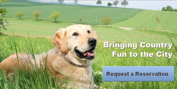 Meadowlake Pet Resort & Training Center - Houston, TX