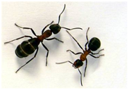 Citi Pest Control LLC Citi Pest Control LLC