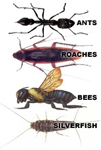 Alfred Animal and Pest Control - Fairfield, NJ
