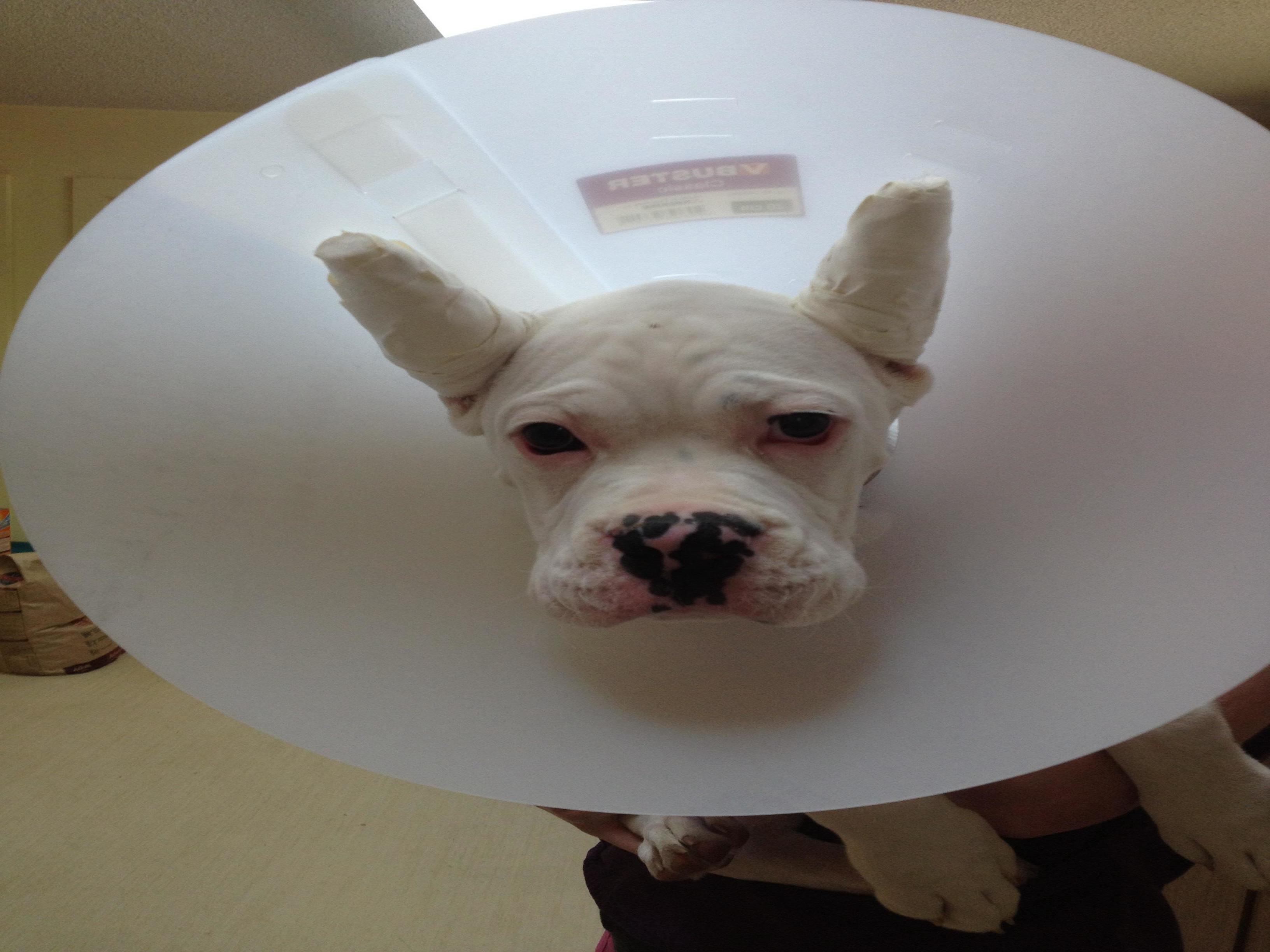 Animal Clinic of Columbus Photo