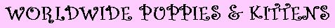 Worldwide Puppies & Kittens - Bellmore, NY