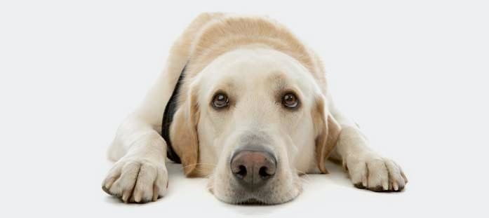Pet Services in FL Jacksonville 32205 A Better Choice Pet Sitting 3946 St. Johns Ave Apt 74 jacksonville, fl (904)565-8883